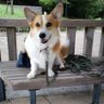 コギいち profil fotoğrafı