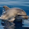 Profilbild von Jazzy Dolphin 🐬