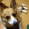 ミュウ公's profile picture
