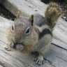 Фото профиля Chipmunkstyle007