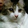 Profilbild von (=^ェ^=)