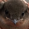 Profilbild von Cade Evans