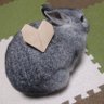 Profilbild von カズ@🐰ʕ•̫͡•ʔ🐭Brewer🍺