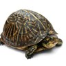 Turtles profil fotoğrafı