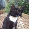 Фото профиля JoeBakersCat