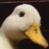 Фото профиля Orbital-Angel
