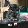ぴょんちゃん🐭チンチラ's profile picture
