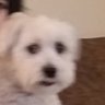 Profilbild von niko
