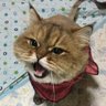 しょうちゃん(ฅΦωΦ)ฅ猫田's profile picture