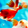 プレミアム金魚 的头像