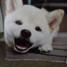 リンしば profil fotoğrafı
