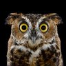 Punit issar profil fotoğrafı