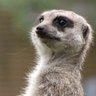 Scallywag's profile picture