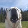 big dog profil fotoğrafı