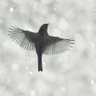 Profilbild von FREESPIRIT
