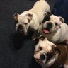 Фото профиля WestCoastQueenBulldogs