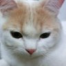 シベゾン 的头像