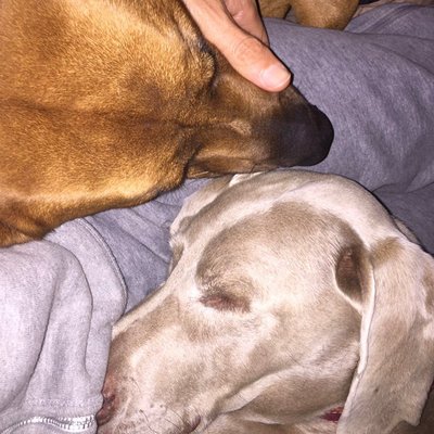 AussieGrit's profile picture