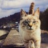 MIKerU's profile picture