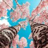 Profilbild von Blvck Dragon