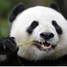 Profilbild von Seth Rich's Panda