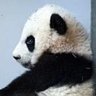 ЀПÑП пÑПÑÐžÐ»Ñ Panda Lover Gloria - Trying to stay positive