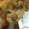 マロン🐶's profile picture