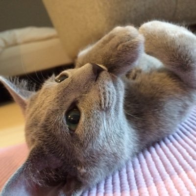mommo_ka's profile picture