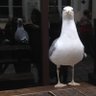 Chris Su's profile picture