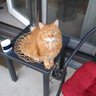 Badcat's profile picture