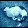 nagumoというライター's profile picture