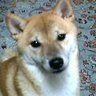 野間みかん profil fotoğrafı