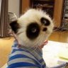 puguomai's profile picture
