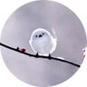 Profilbild von Puku