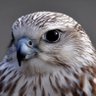 Фото профиля The Bird
