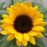 チョコジーニー profil fotoğrafı