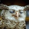 Gamlı Baykuş profil fotoğrafı