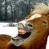 Caballo Musical's profile picture
