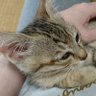 Фото профиля ﾆｬﾝ