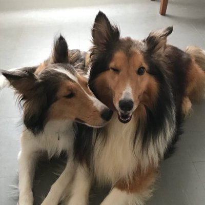 AlfBissula's profile picture