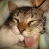 Wella AWEB's profile picture