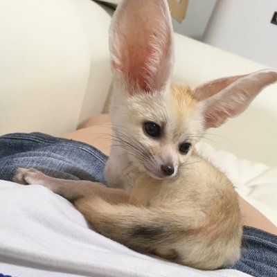 おあげちゃん's profile picture