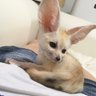 おあげちゃん 的头像