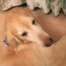 ちゅん。 的头像