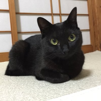 黒猫アルル's profile picture