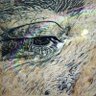 asagoldprime's profile picture