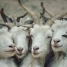 Profilbild von St Tola Goat Cheese
