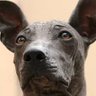 Perro Peruano profil fotoğrafı