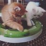 アゲハfeat.ねこじぃ's profile picture