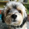 Marvin Sy's profile picture